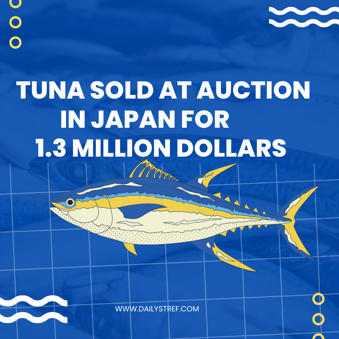 Tuna fish 1