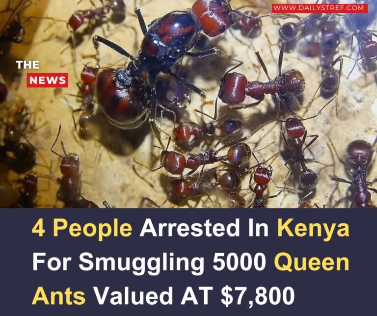 Ants 1